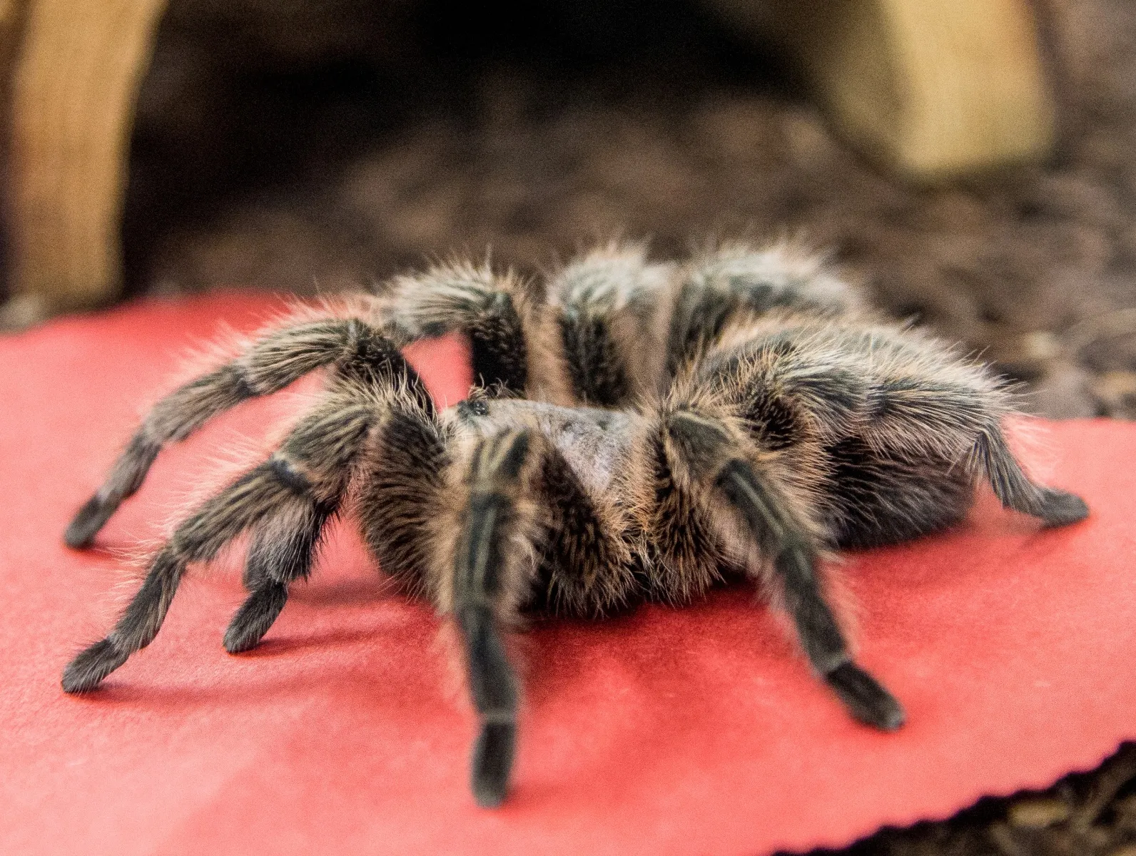 /img/20917-tarantella-tarantula-handling.webp