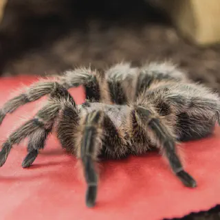 /img/20917-tarantella-tarantula-handling.webp