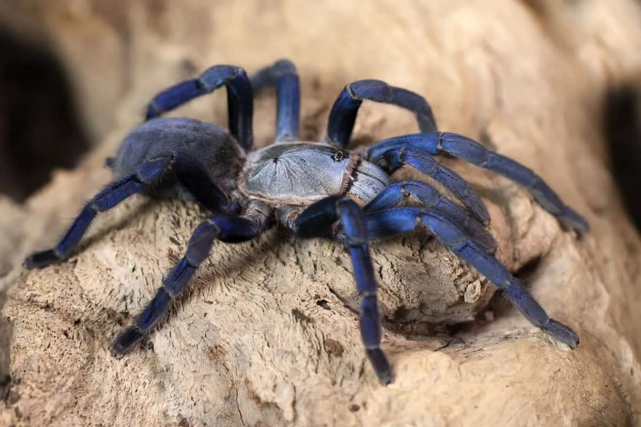 20917 tarantella tarantula species