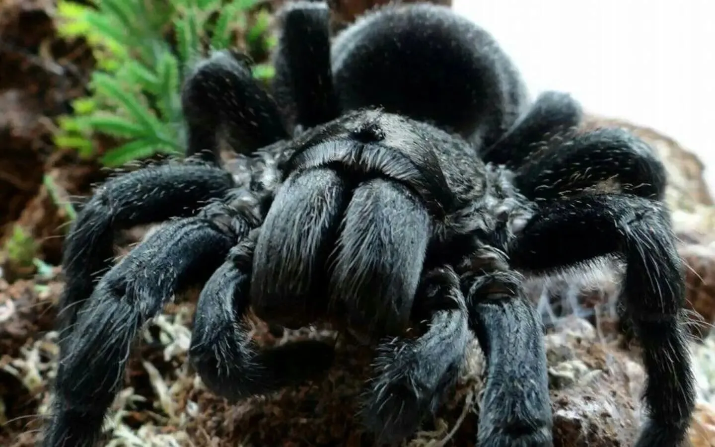 20917 tarantella tarantula venom