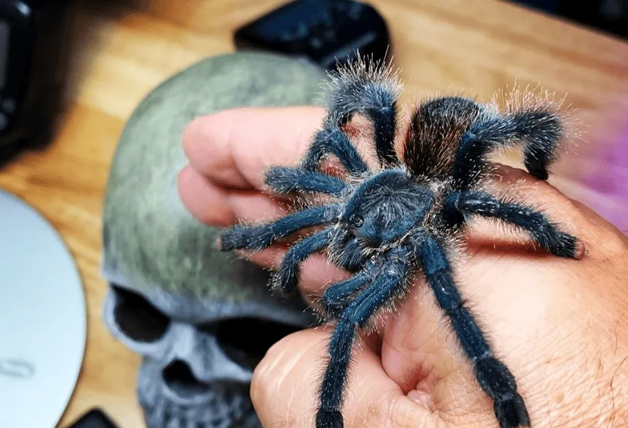 20918 pink toe tarantula diet