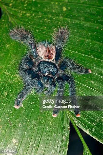 20918 pink toe tarantula feeding