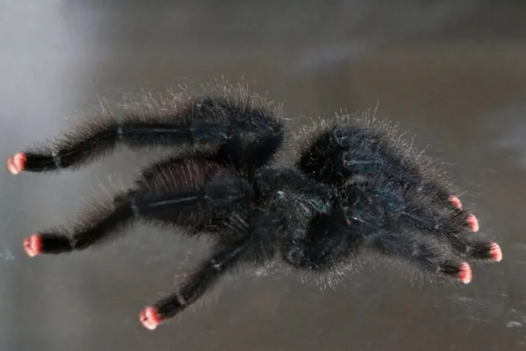 20918 pink toe tarantula healthy
