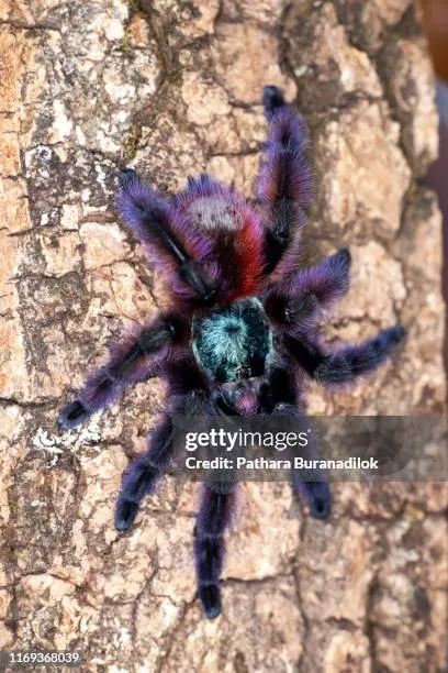 /img/20918-pink-toe-tarantula-hydration.webp