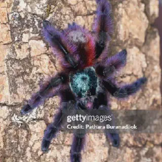 /img/20918-pink-toe-tarantula-hydration.webp