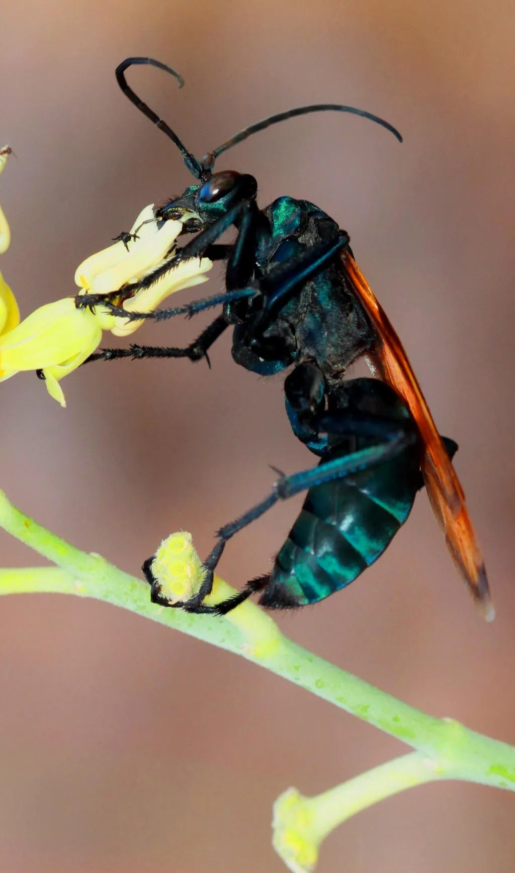 20919 tarantula hawk wasp uk behavior