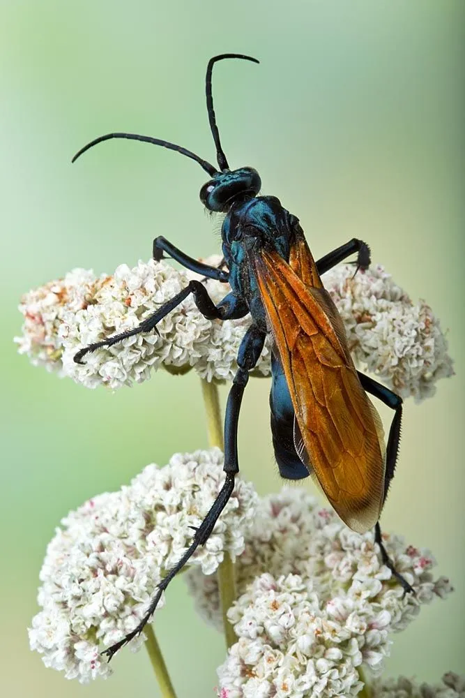 20919 tarantula hawk wasp uk habitat