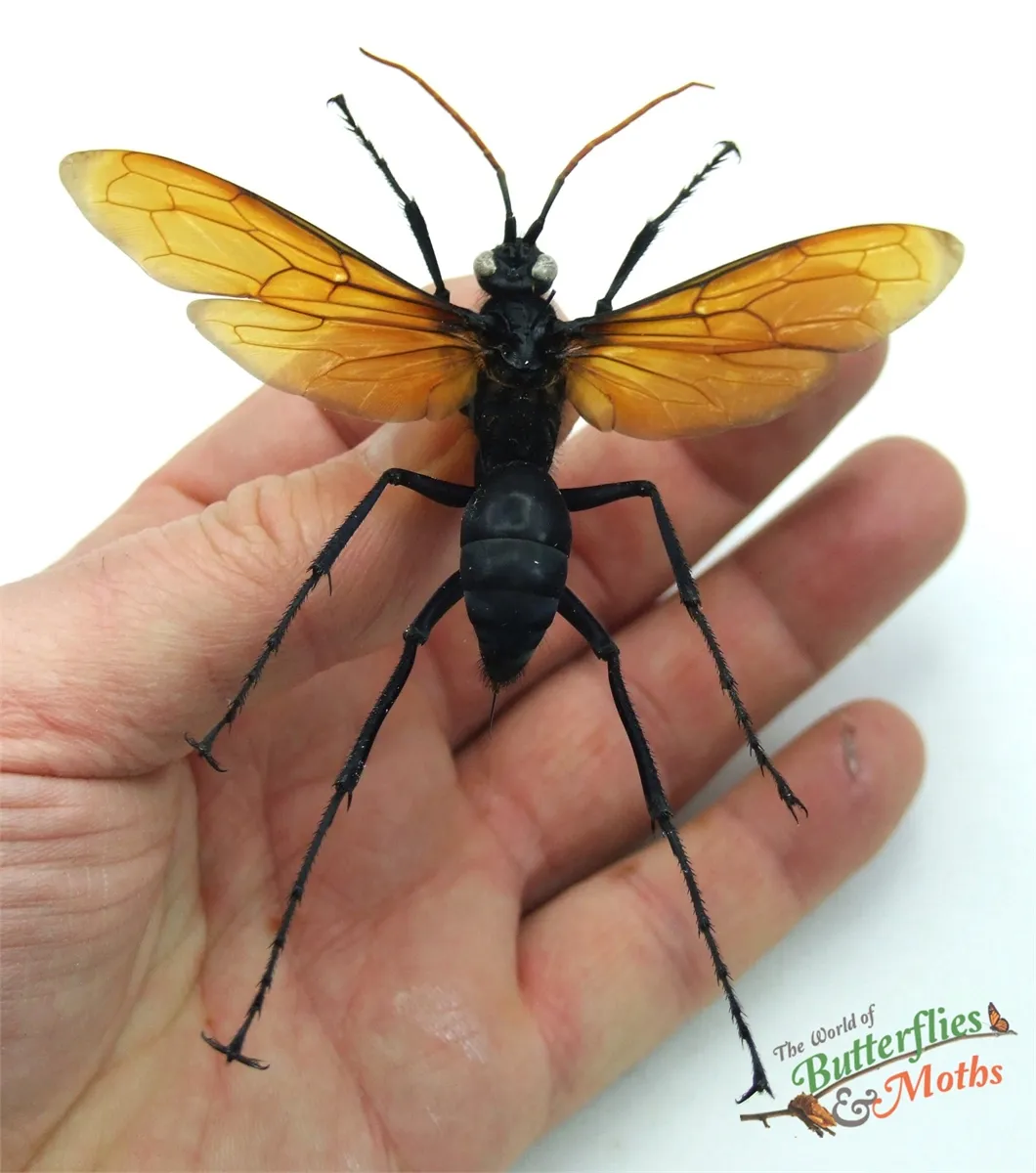 20919 tarantula hawk wasp uk identification