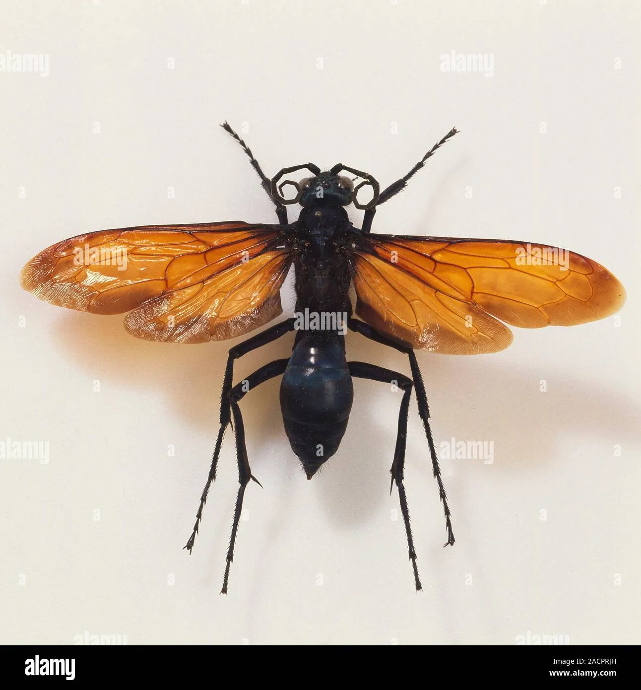 20919 tarantula hawk wasp uk lifecycle
