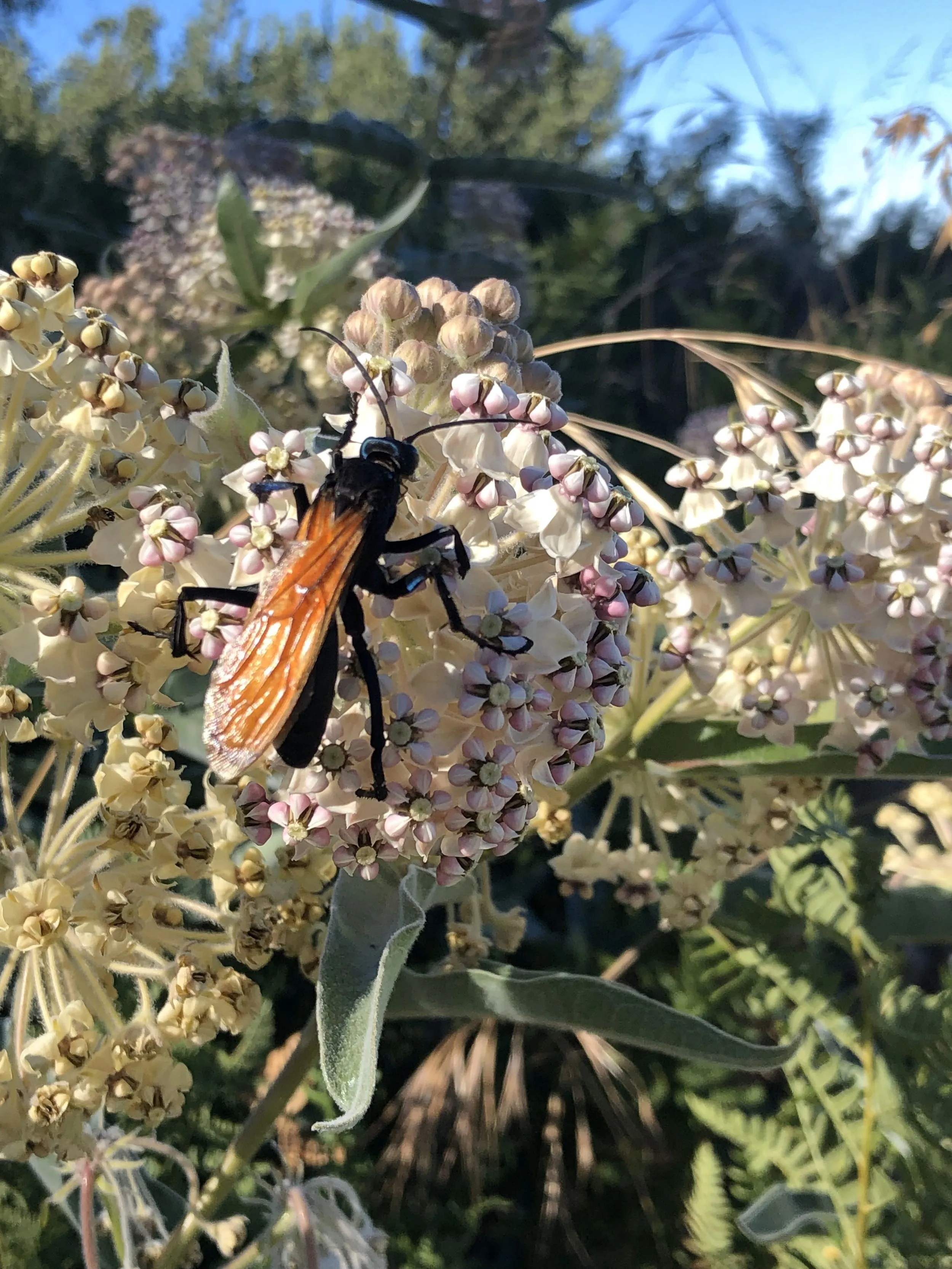 /img/20919-tarantula-hawk-wasp-uk-safety.webp