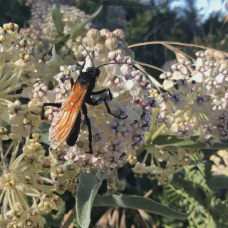 /img/20919-tarantula-hawk-wasp-uk-safety.webp