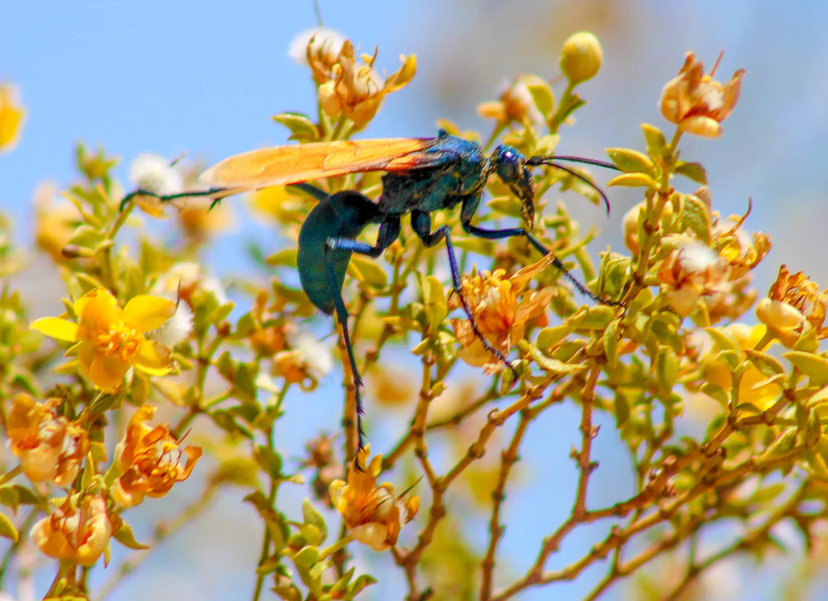 20919 tarantula hawk wasp uk sting