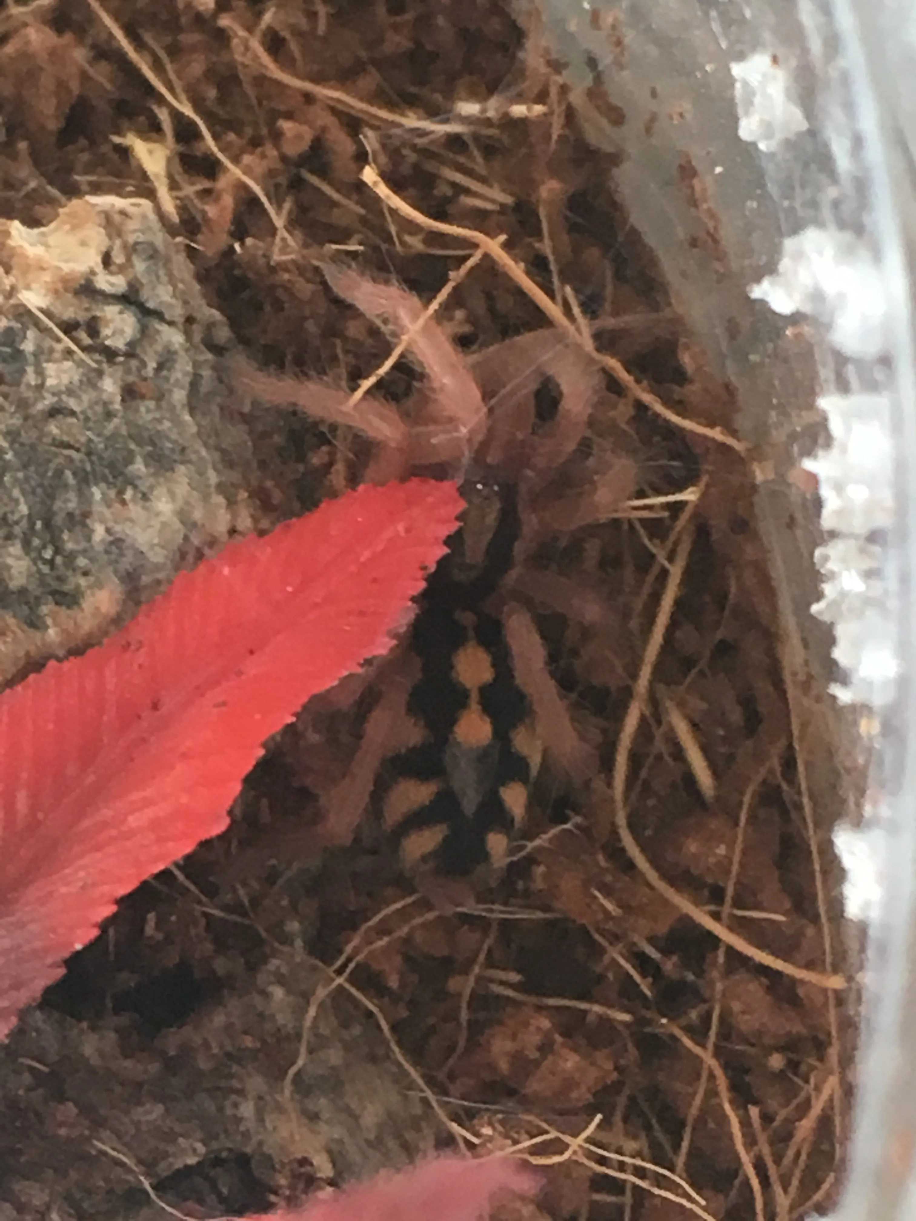 /img/20920-pumpkin-patch-tarantula-conservation.webp