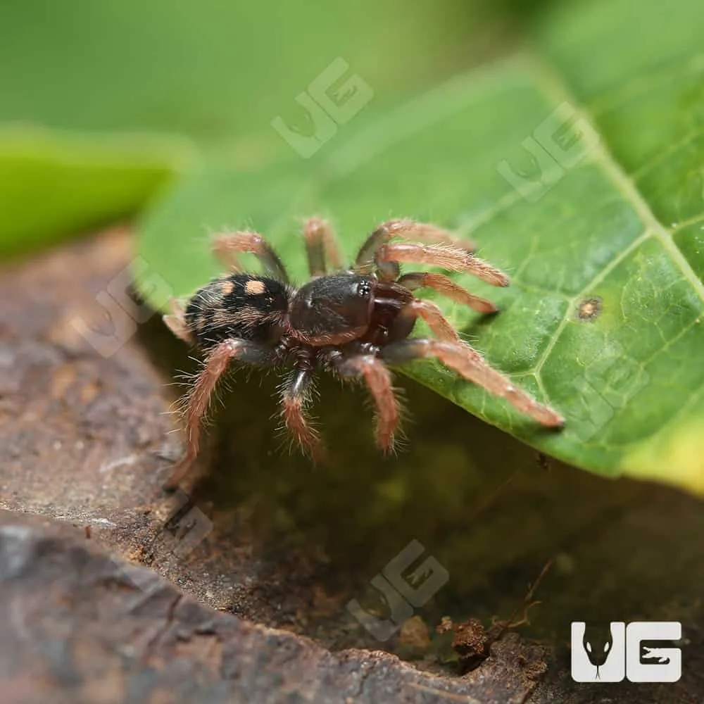 20920 pumpkin patch tarantula feeding
