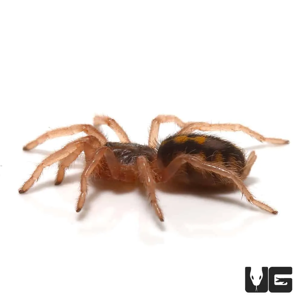 20920 pumpkin patch tarantula finding