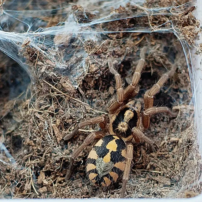 20920 pumpkin patch tarantula habitat