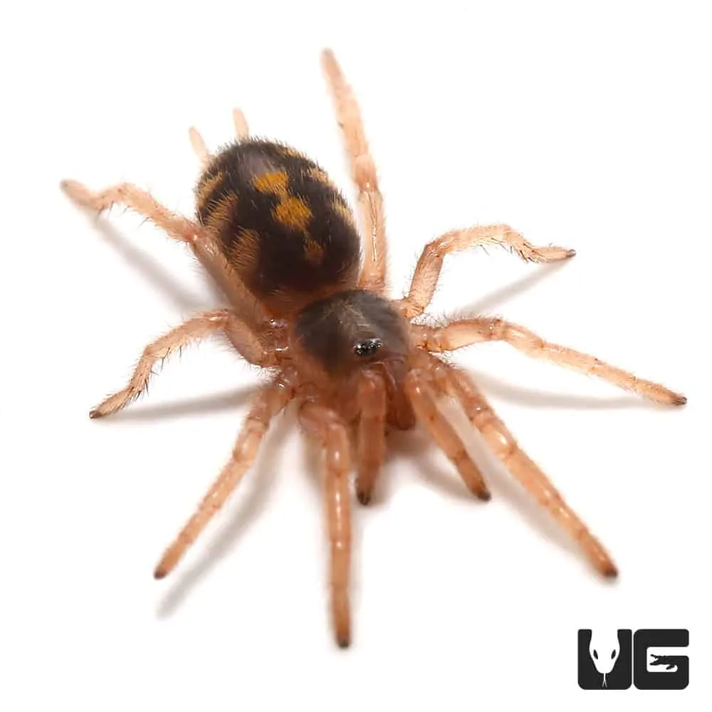 20920 pumpkin patch tarantula handling