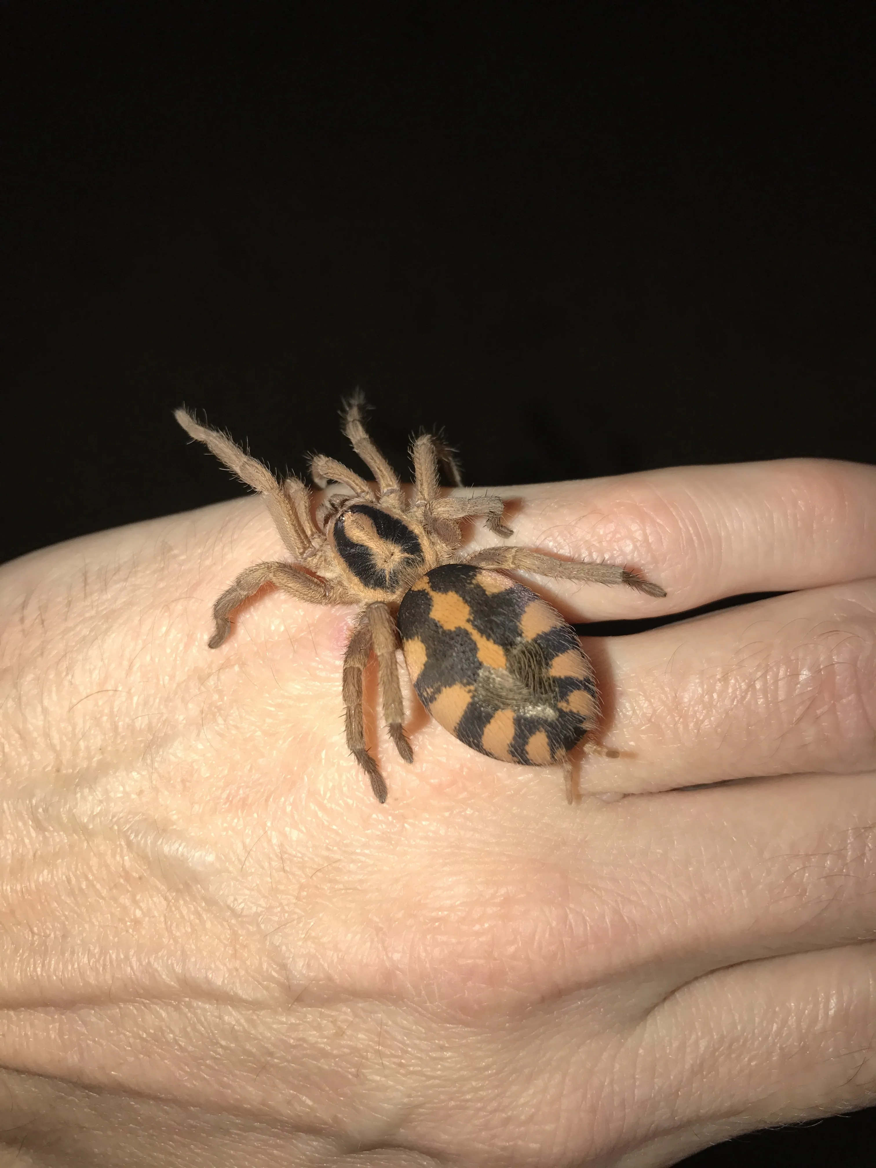 20920 pumpkin patch tarantula identifying characteristics