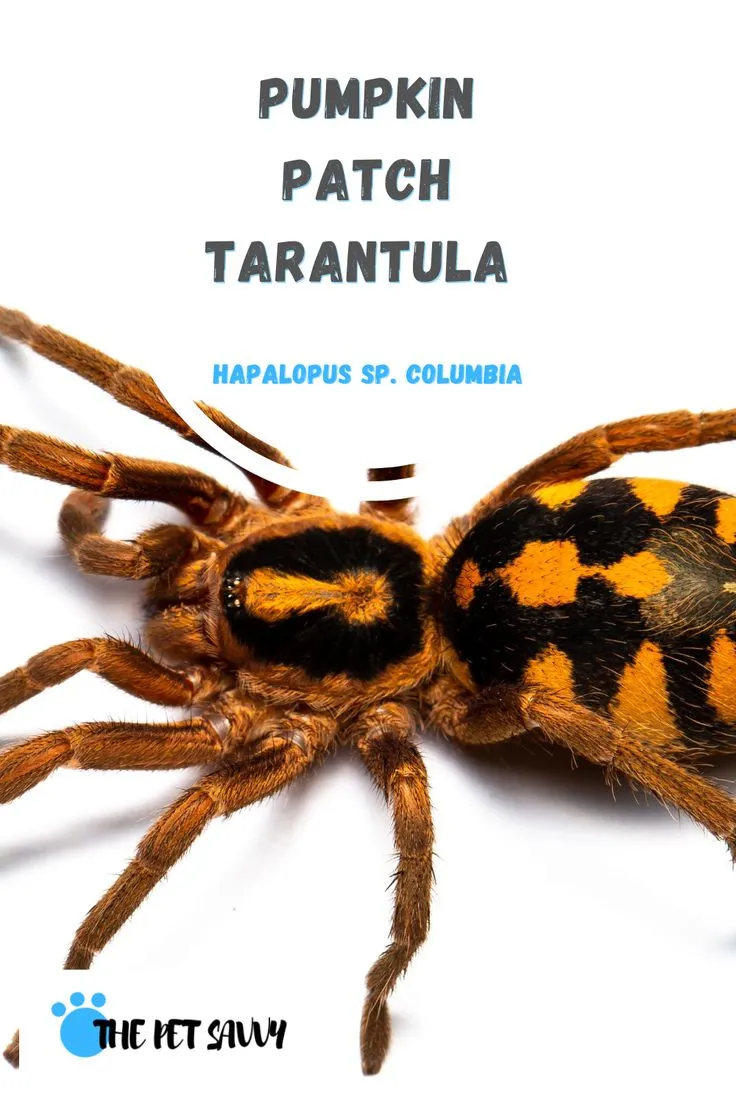 20920 pumpkin patch tarantula overview