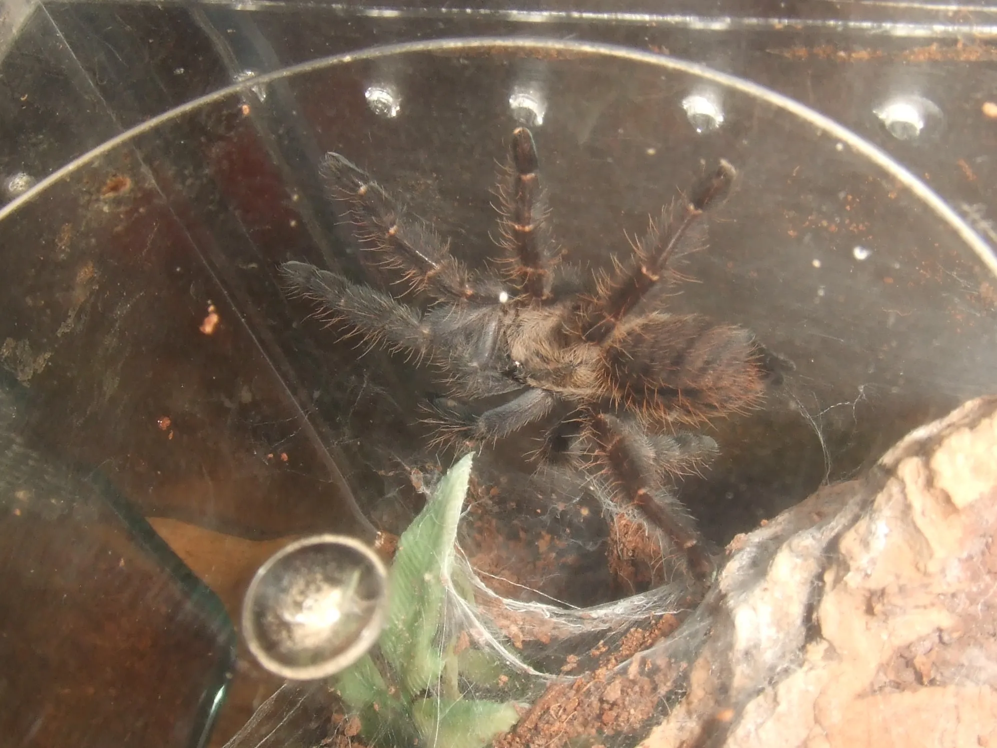 20921 handling tarantula