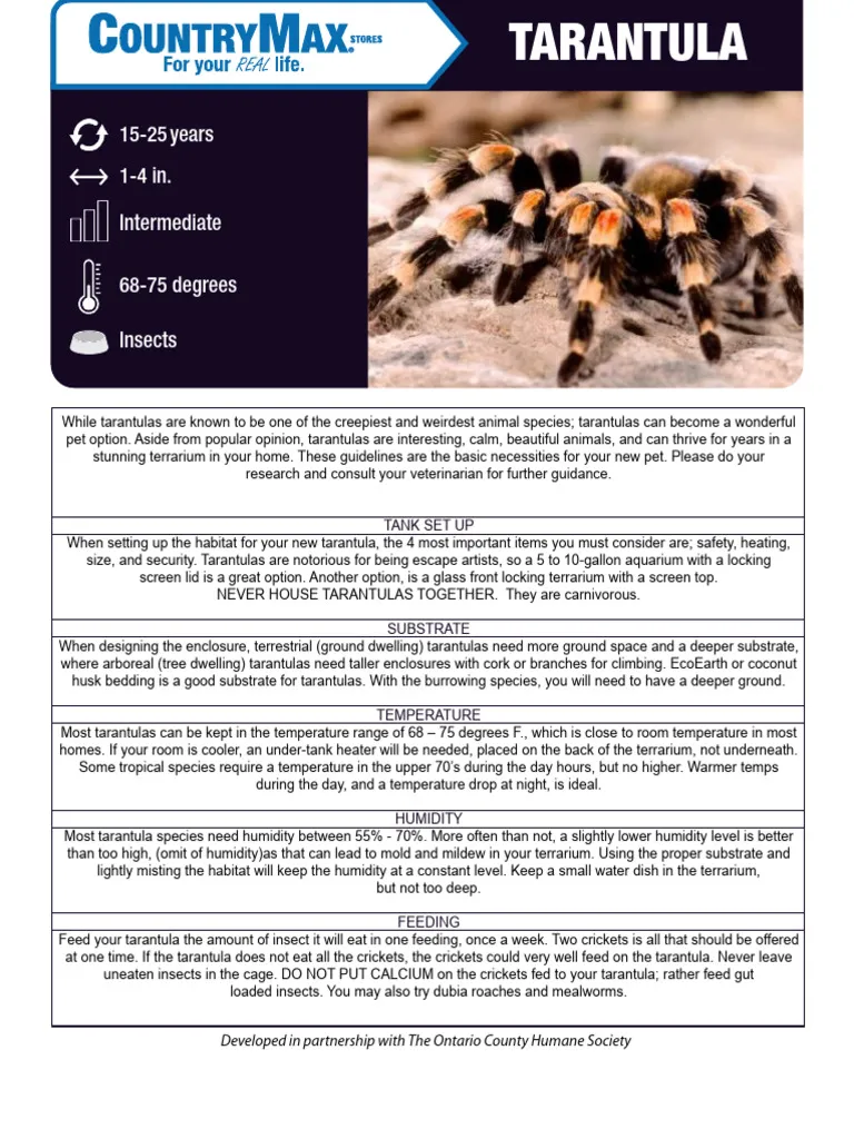 20921 healthy tarantula