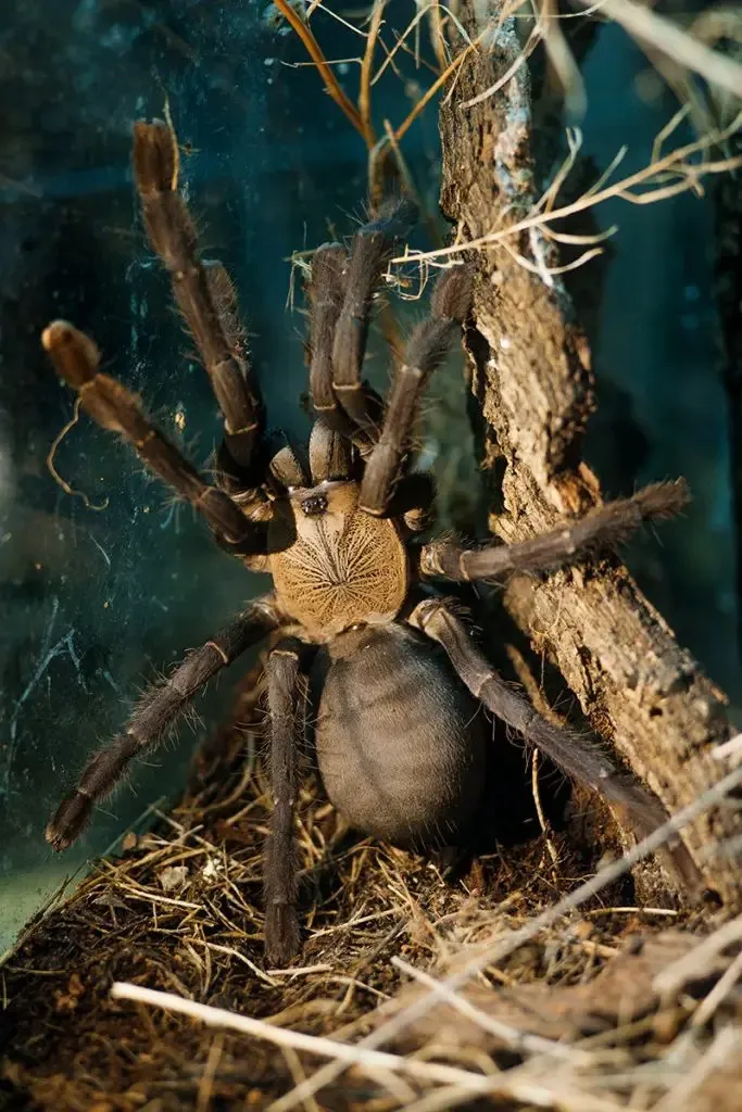 20921 tarantula enclosure