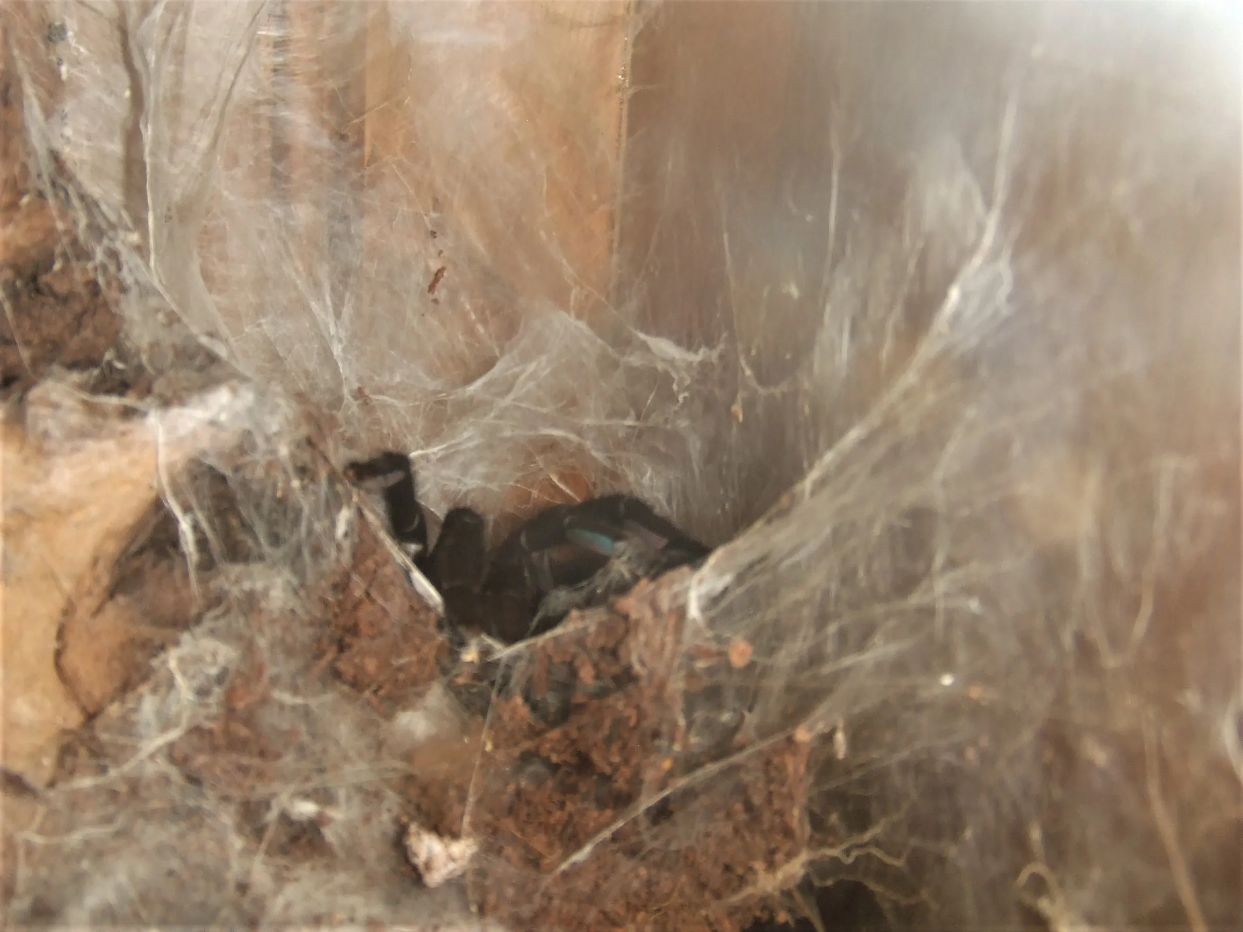20921 tarantula feeding