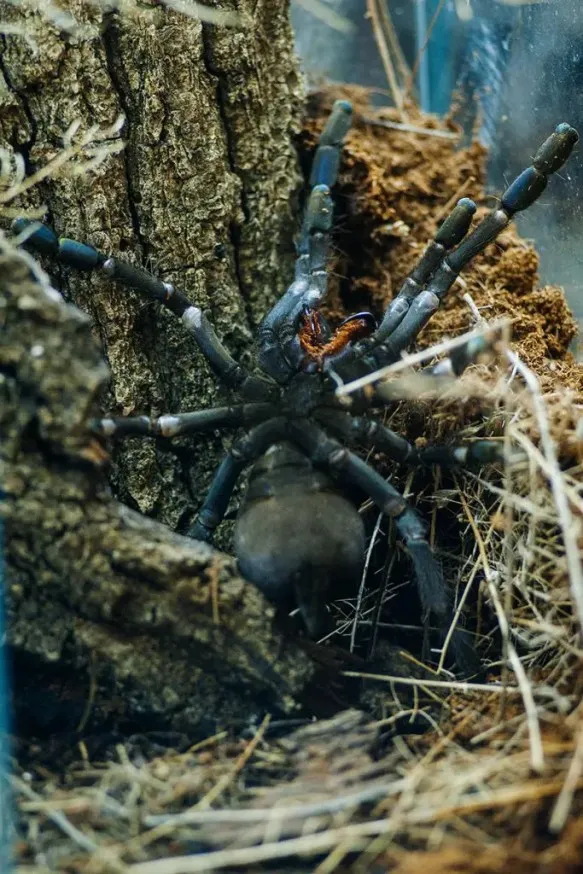 /img/20921-tarantula-health.webp
