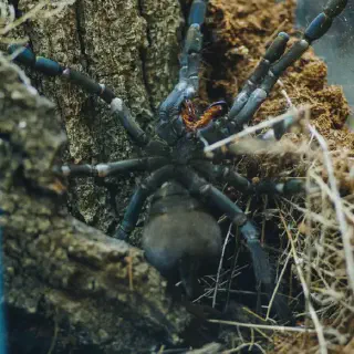 /img/20921-tarantula-health.webp