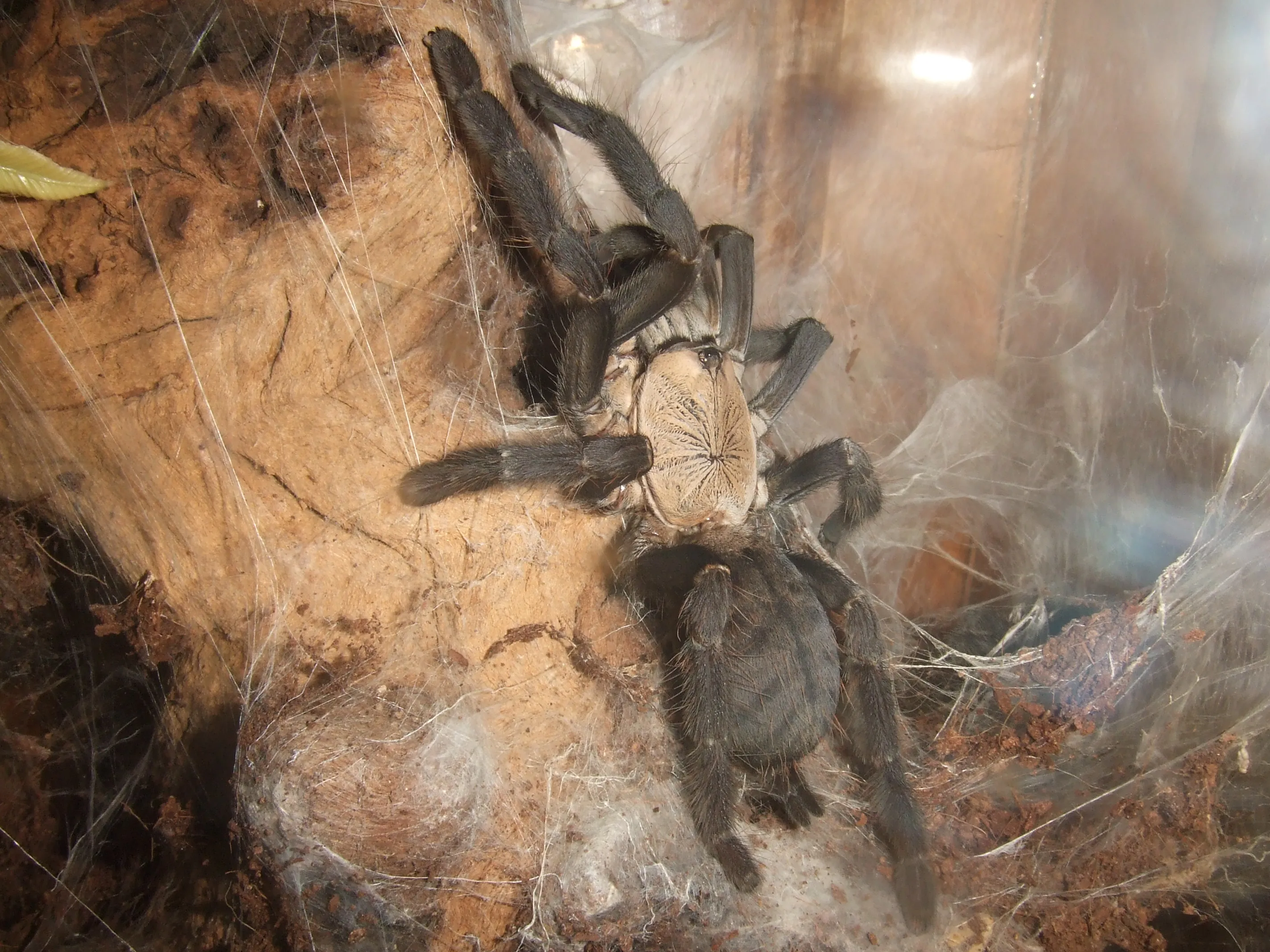 20921 tarantula molting