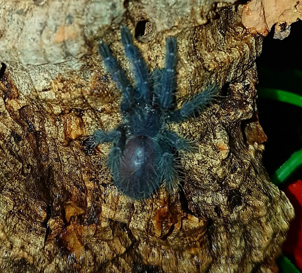 20921 tarantula species