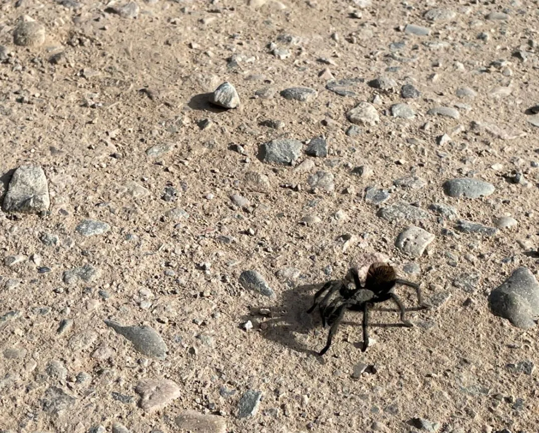 20922 tarantula conservation