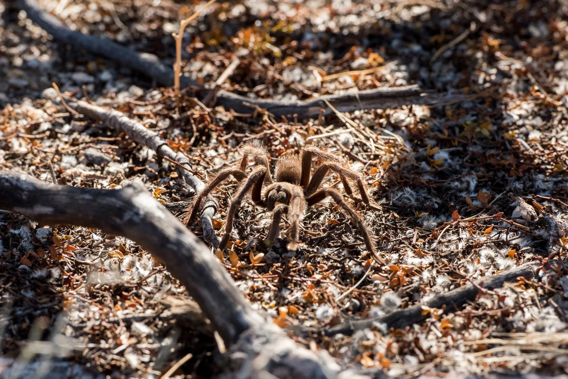 20922 tarantula geographic locations