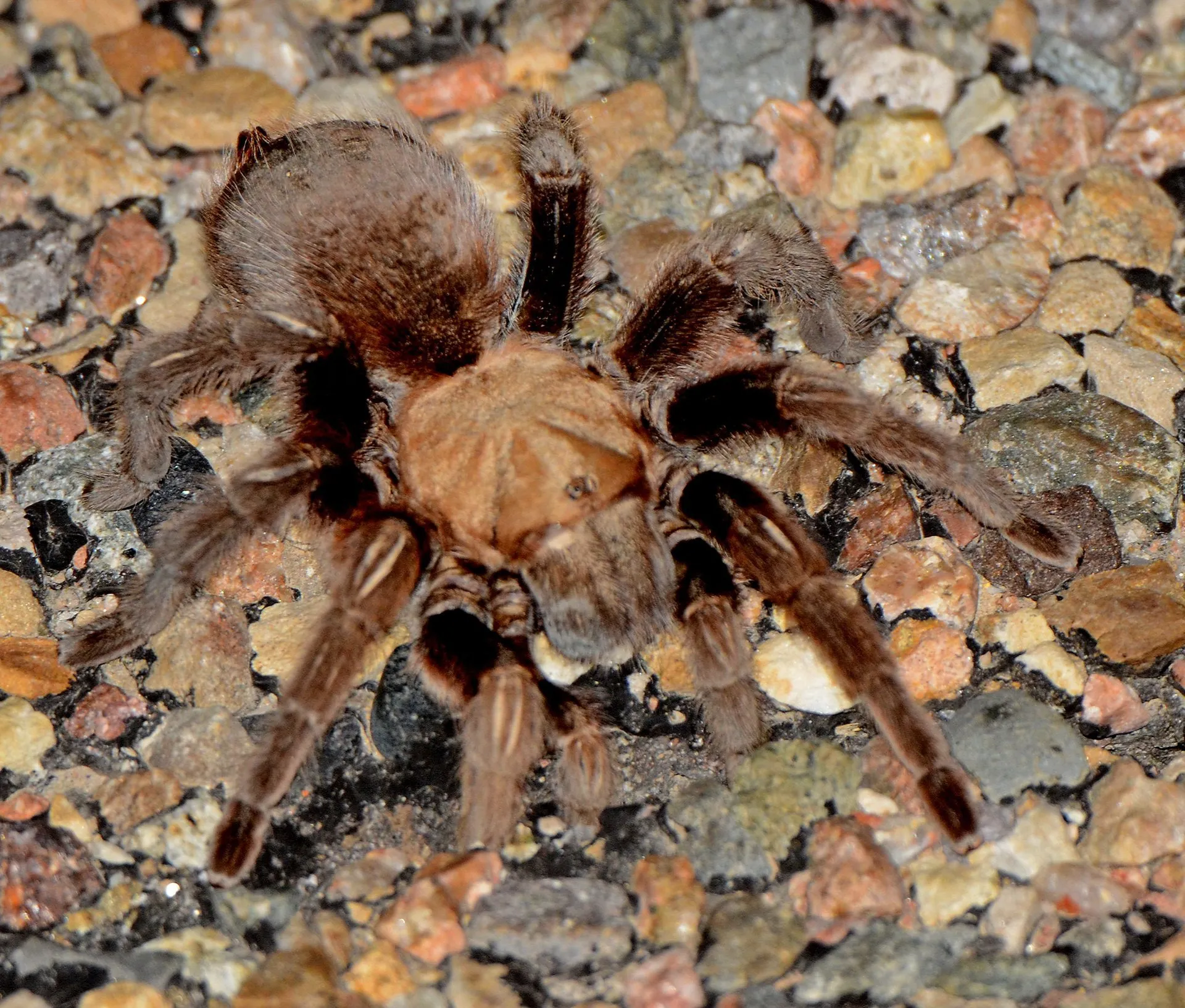 20922 tarantula migration factors