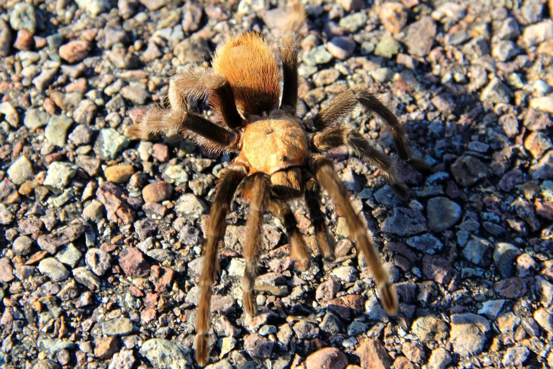 20922 tarantula migration timing