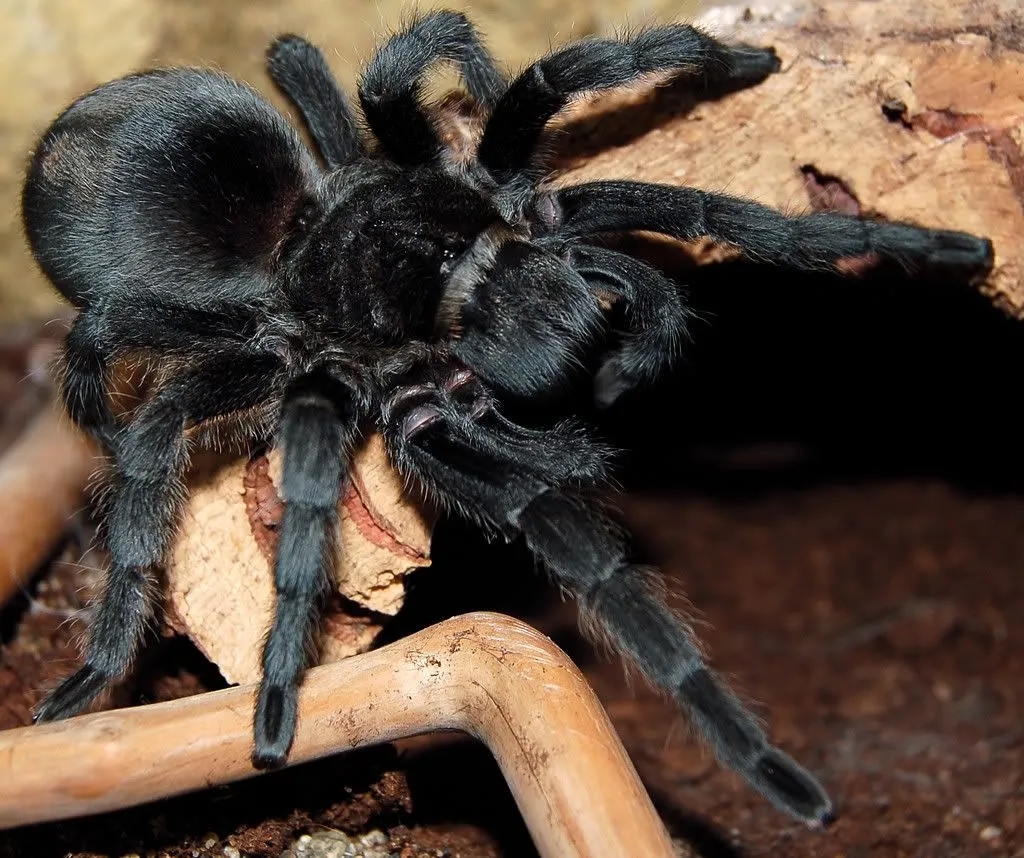 /img/20924-tarantula-luxembourg-health.webp