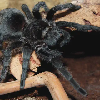 /img/20924-tarantula-luxembourg-health.webp