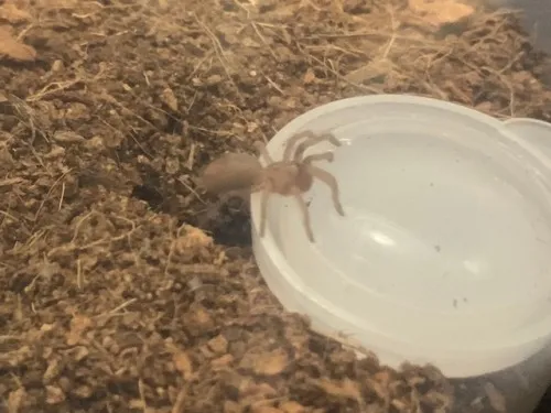20927 clean water tarantula