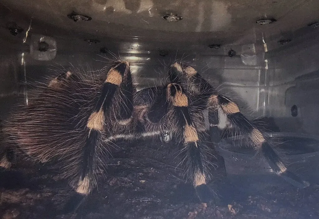 20927 tarantula humidity