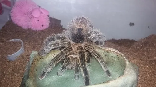 /img/20927-tarantula-molting.webp
