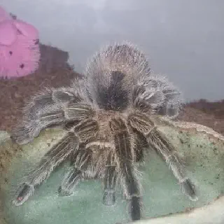 /img/20927-tarantula-molting.webp