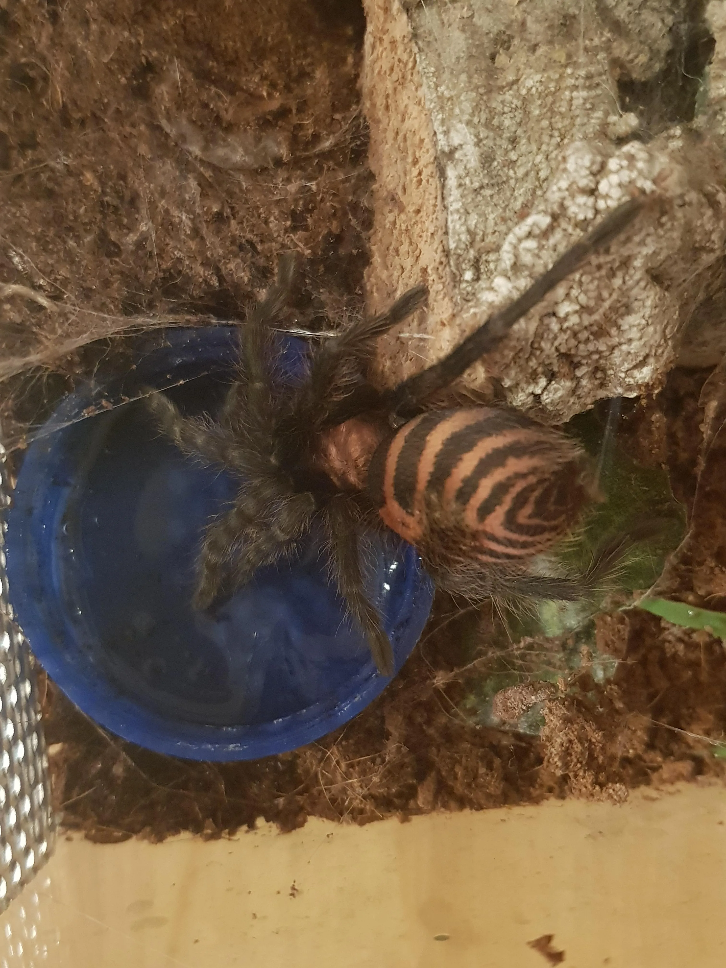 20927 water spray tarantula