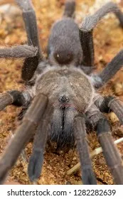 20928 queensland tarantula close up
