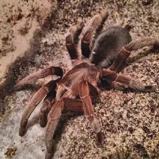 /img/20928-queensland-tarantula-conservation.webp
