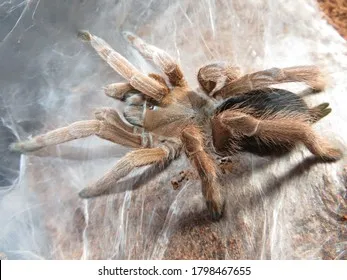 20928 queensland tarantula feeding
