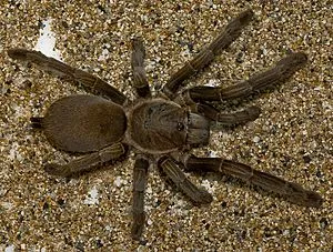 20928 queensland tarantula habitat