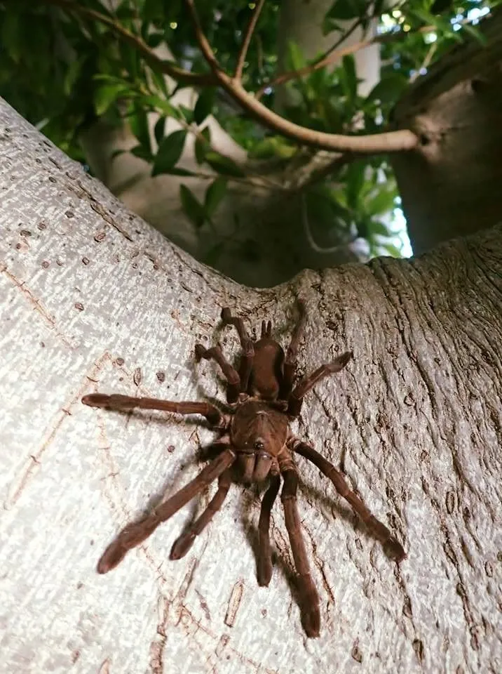 20928 queensland tarantula lifespan