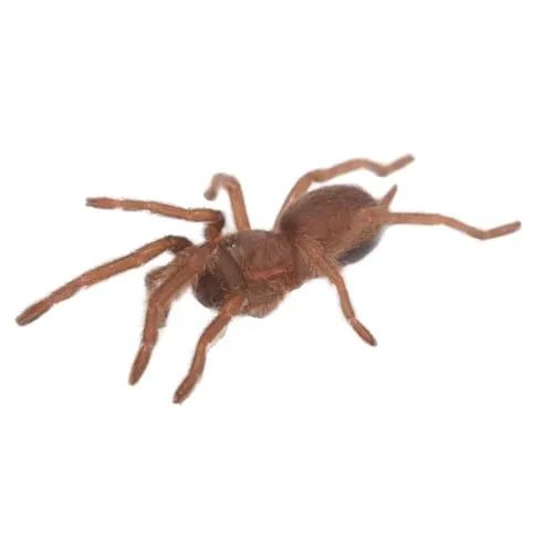 20928 queensland tarantula size