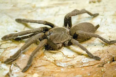 20928 queensland tarantula venom