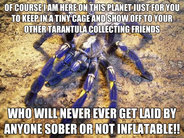 20929 tarantula hawk image3